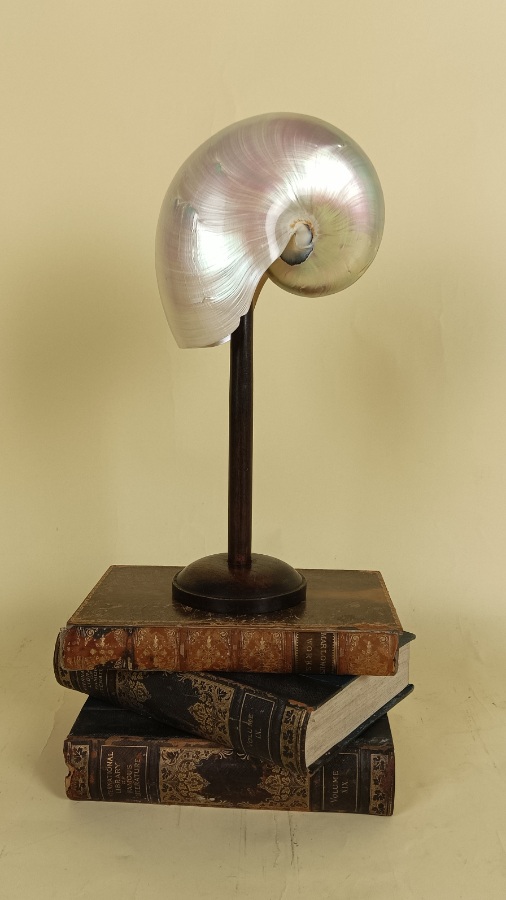 Original Natural History Pearl Nautilus Shell Within a Glass Dome (2).jpg